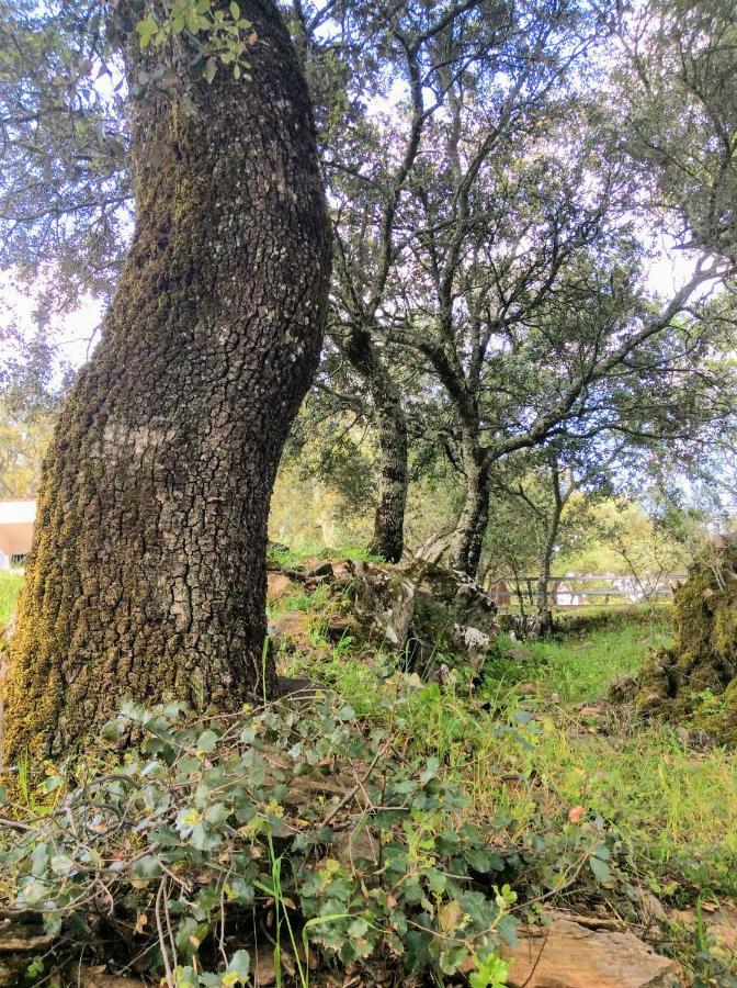 Casa Mandarina Aracena Villa Eksteriør billede